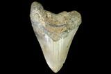 Fossil Megalodon Tooth - North Carolina #99859-1